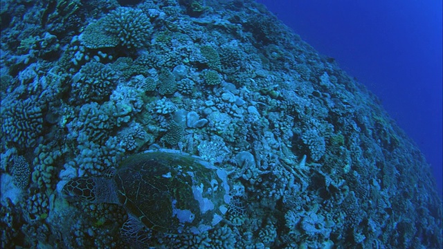 SLO MO WS潜水员拍摄绿海龟(Chelonia mydas)游在法属波利尼西亚塔希提岛的莫雷亚珊瑚礁周围视频素材