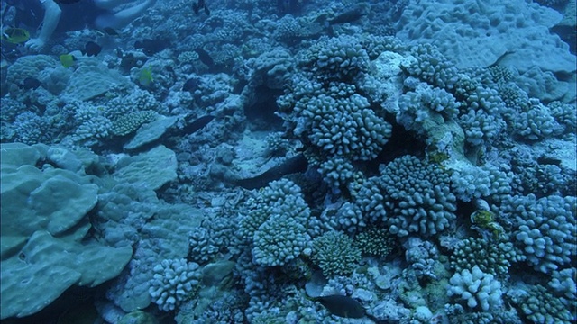 海鳗(海鳗科)和热带鱼在珊瑚礁附近游泳，潜水员带着相机的背景/莫雷亚，大溪地，法属波利尼西亚视频素材