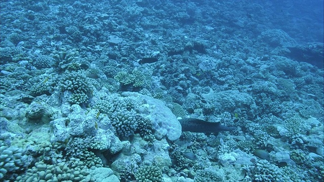 在法属波利尼西亚塔希提岛附近游动的海鳗(海鳗科)和热带鱼视频素材