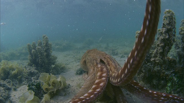 SLO MO ECU MS Octopus in ocean / Moorea，大溪地，法属波利尼西亚视频素材