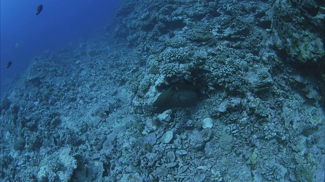 法属波利尼西亚塔希提岛莫拉亚珊瑚礁附近的海鳗(海鳗科)、黑鳍礁鲨和热带鱼视频素材