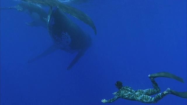 SLO MO WS潜水者与座头鲸(Megaptera novaeangliae)在海洋/莫雷亚，塔希提岛，法属波利尼西亚游泳后视图视频素材