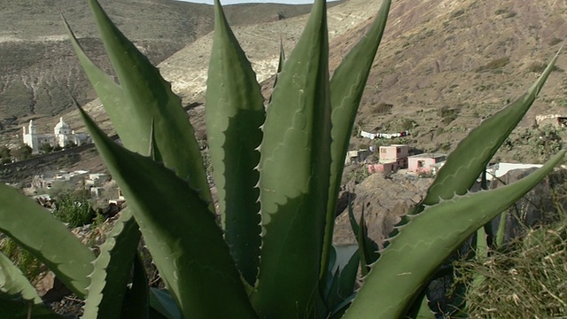 墓地教堂的全景，前景中有仙人掌/ Real de Catorce，圣路易斯波托西，墨西哥视频素材