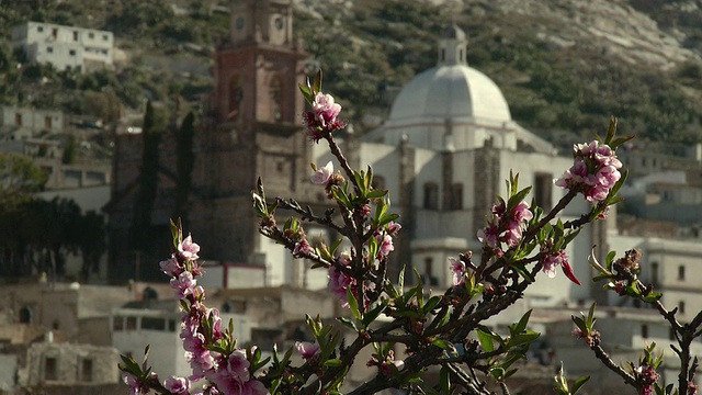 MS Church with杏花前景/ Real de Catorce，圣路易斯波托西，墨西哥视频素材