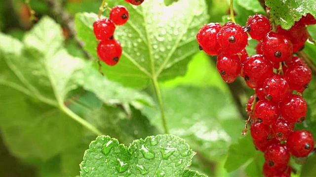 潮湿、多汁、成熟的红加仑子挂在灌木丛中，被雨水浸泡。视频素材