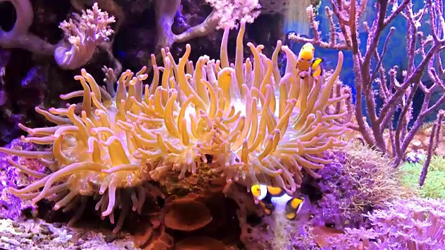 海葵或海花和小丑鱼在充满热带鱼和植物的海洋水族馆。视频素材