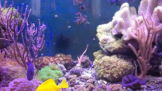 海洋水族馆充满热带鱼和植物。视频素材