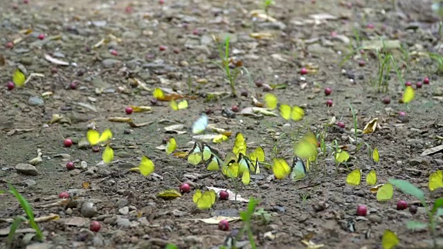 蝴蝶视频素材