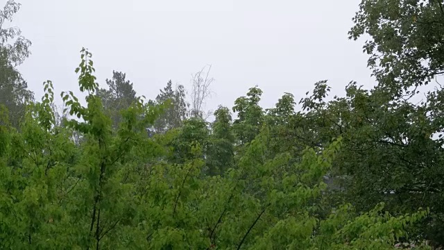 雨天。夏雨映衬着绿树的背景视频素材