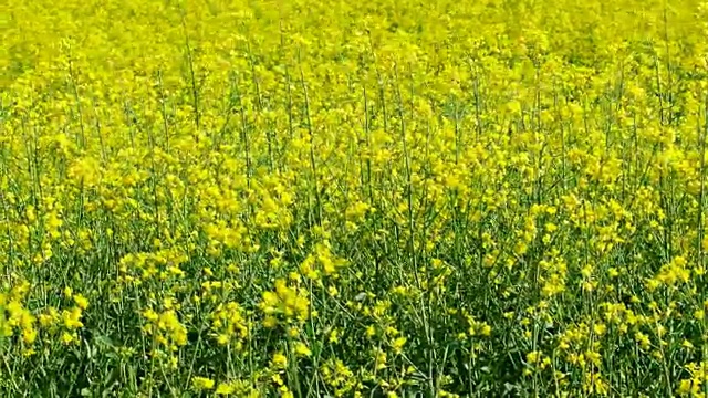 油菜花盛开的农田。视频素材