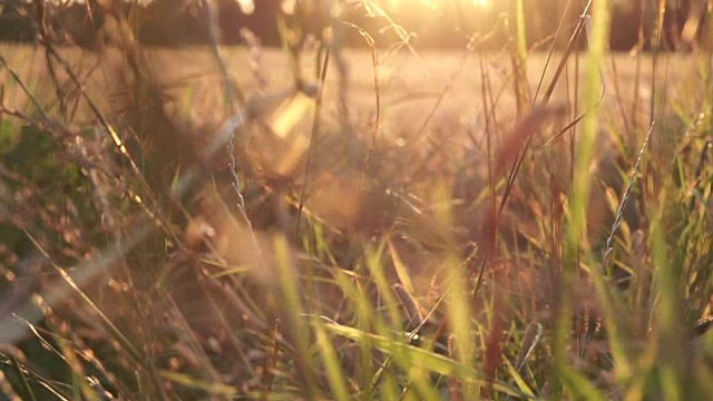 夏日田野上的金色阳光视频下载