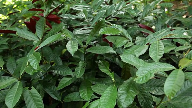 热带雨林，斯坦尼康，没有人视频素材