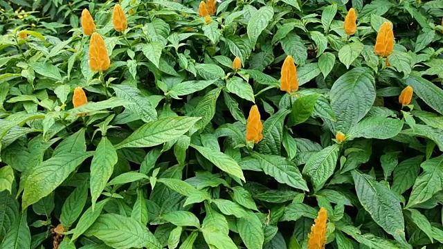 热带雨林，鲜花，镜头，没有人视频素材