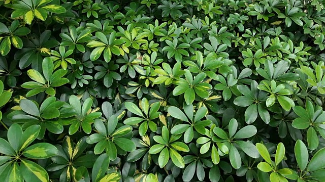 热带雨林，斯坦尼康，没有人视频素材