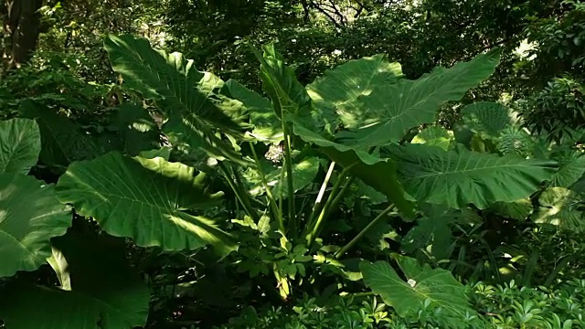 热带雨林，斯坦尼康，没有人视频素材