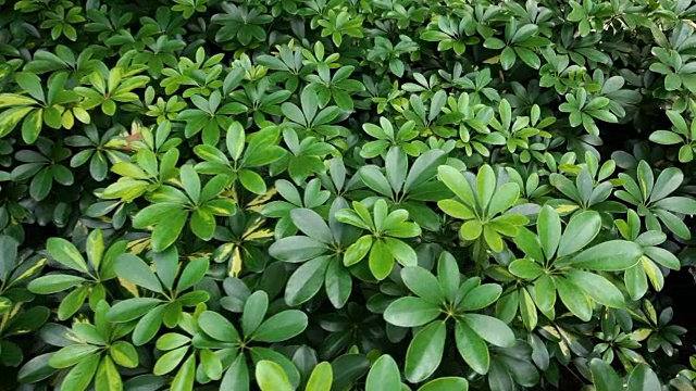 热带雨林，斯坦尼康，没有人视频素材