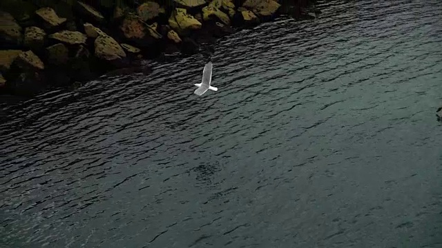 海鸥在海洋上的飞行。缓慢的运动。大西洋。视频素材