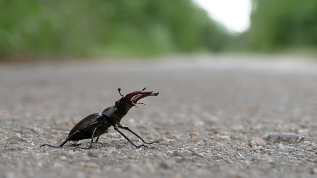 甲壳虫在柏油路上爬行。Lucanus cervus视频素材