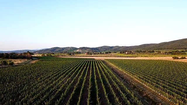 意大利,托斯卡尼。鸟瞰图的葡萄园在农村视频素材