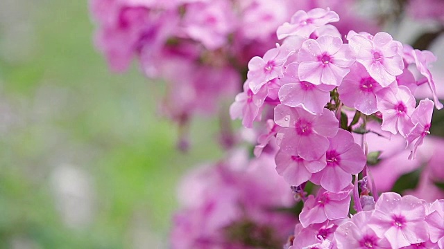 美丽的粉红色花和水珠在花园里。夹竹林在雨中，微风近距离，动态场景，色调的视频。视频素材