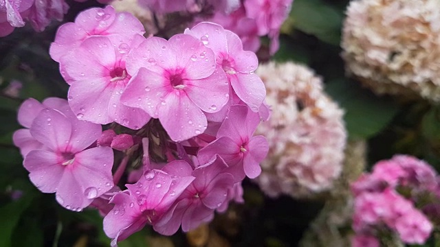 美丽的粉红色花和水珠在花园里。夹竹林在雨中，微风近距离，动态场景，色调的视频。视频素材