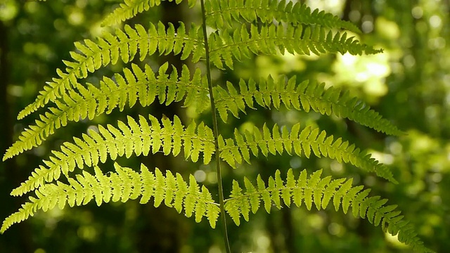 蕨类植物叶子特写镜头视频素材