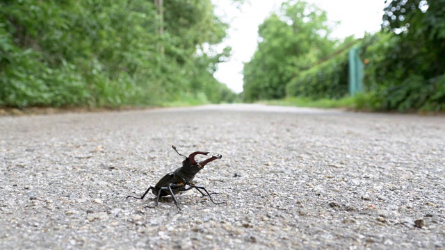 甲壳虫在柏油路上爬行。Lucanus cervus视频素材