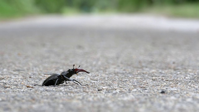 甲壳虫在柏油路上爬行。Lucanus cervus视频素材