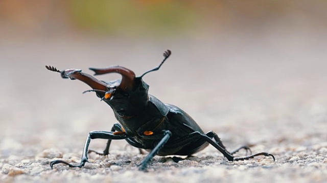 甲壳虫在柏油路上爬行。Lucanus cervus视频素材