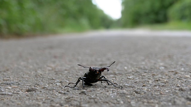 甲壳虫在柏油路上爬行。Lucanus cervus视频素材