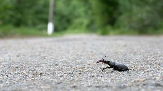 甲壳虫在柏油路上爬行。Lucanus cervus视频素材