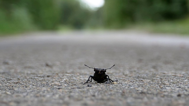 甲壳虫在柏油路上爬行。Lucanus cervus视频素材