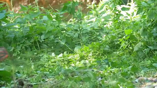 在慢镜头中，一名男子用便携式割草机割草视频素材