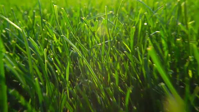 清新的绿草自然的背景纹理，草坪为背景。闪耀的阳光视频素材