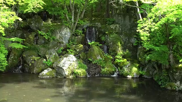 在岩石和蕨类中有小瀑布的池塘视频素材