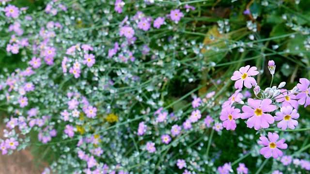 田野的紫罗兰花和绿色草地的背景，使感觉清新。花田和风轻轻吹。视频素材