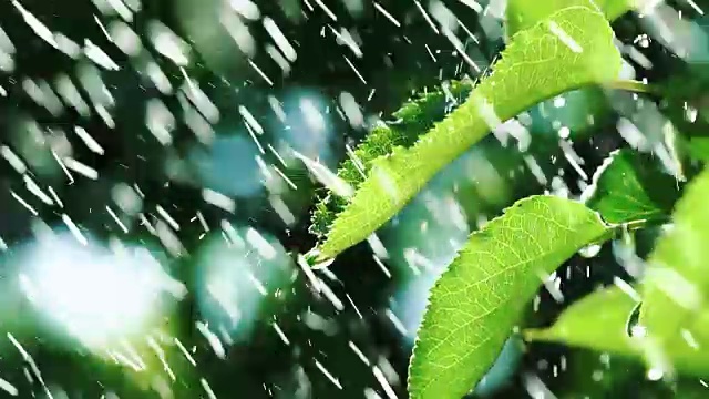 大雨落在树叶上。视频素材