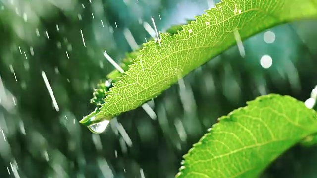 雨滴落在树叶上。视频素材