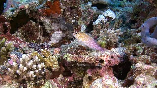 独特的海底自然景观背景上的水族馆。视频素材