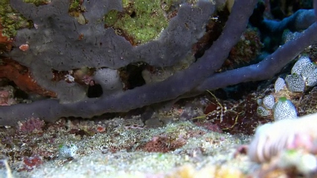 独特的海底自然景观背景上的水族馆。视频素材