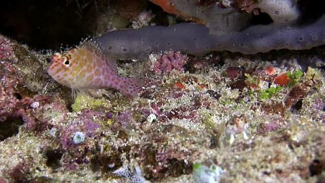 独特的海底自然景观背景上的水族馆。视频素材