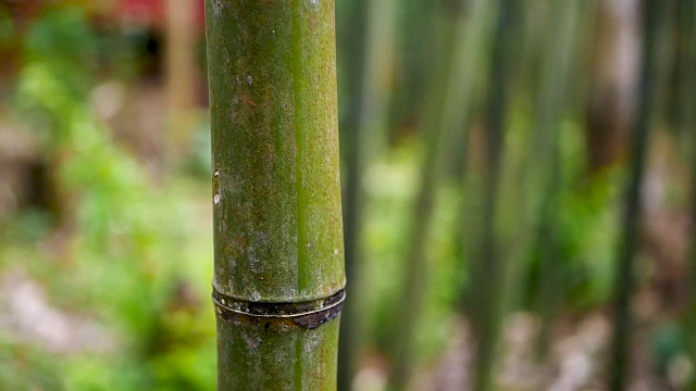 竹林在日光下视频素材