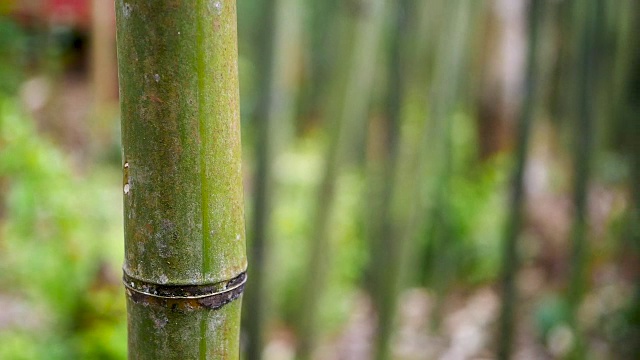 竹林在日光下视频素材