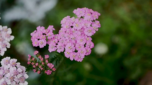 花园里的粉红色菊花视频素材