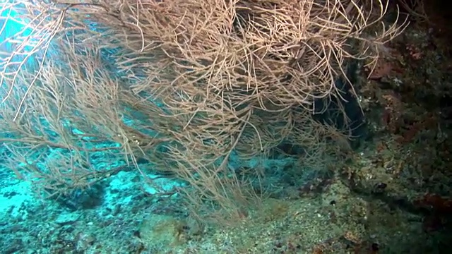 独特的海底自然景观背景上的水族馆。视频素材