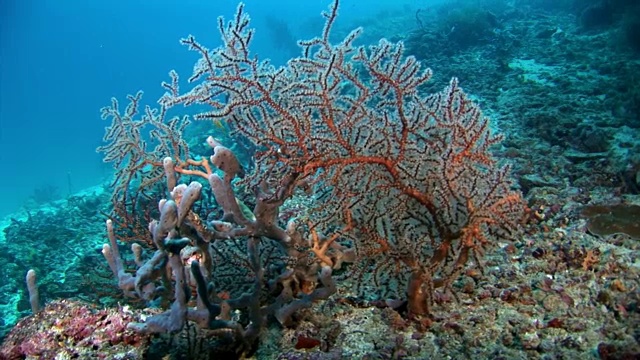 独特的海底自然景观背景上的水族馆。视频素材