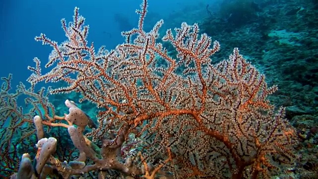 独特的海底自然景观背景上的水族馆。视频素材