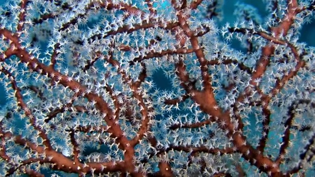 独特的海底自然景观背景上的水族馆。视频素材