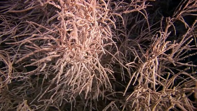 独特的海底自然景观背景上的水族馆。视频素材