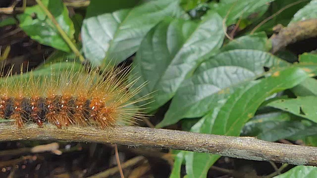 热带雨林中叶子上的多毛毛虫。视频素材